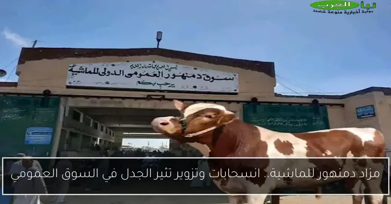 مزاد دمنهور للماشية.. انسحابات وتزوير تثير الجدل في السوق العمومي