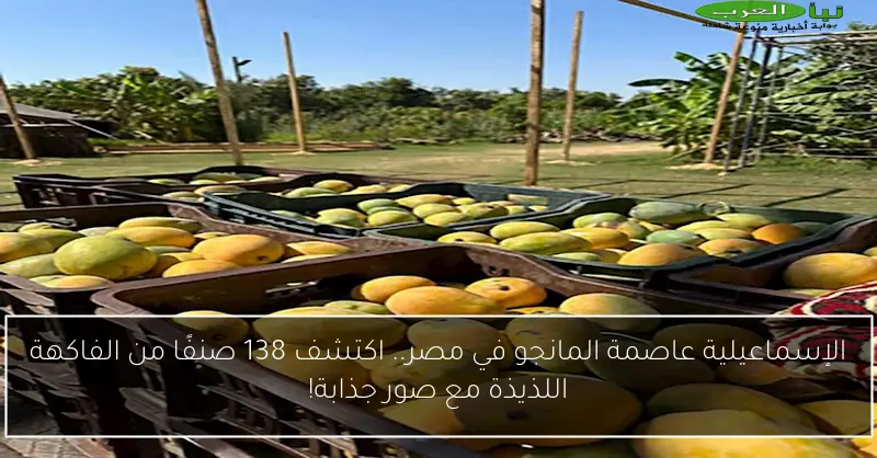 الإسماعيلية عاصمة المانجو في مصر.. اكتشف 138 صنفًا من الفاكهة اللذيذة مع صور جذابة!