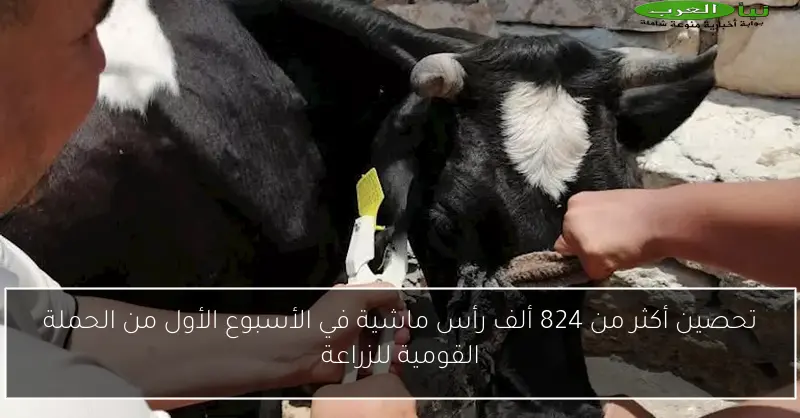 تحصين أكثر من 824 ألف رأس ماشية في الأسبوع الأول من الحملة القومية للزراعة