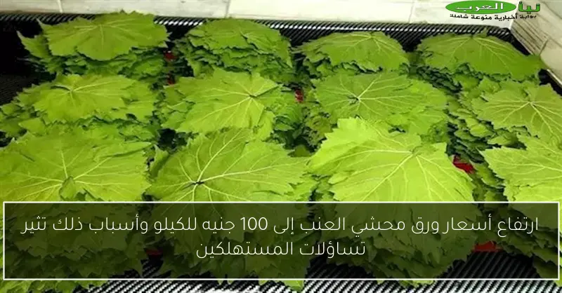 ارتفاع أسعار ورق محشي العنب إلى 100 جنيه للكيلو وأسباب ذلك تثير تساؤلات المستهلكين