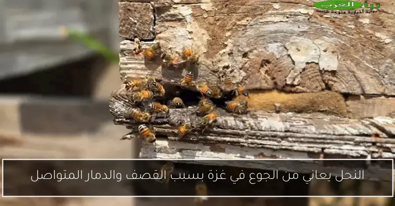 النحل يعاني من الجوع في غزة بسبب القصف والدمار المتواصل