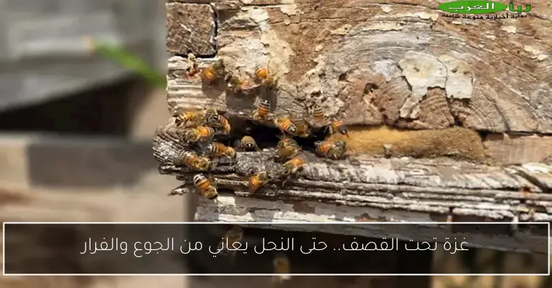 غزة تحت القصف.. حتى النحل يعاني من الجوع والفرار