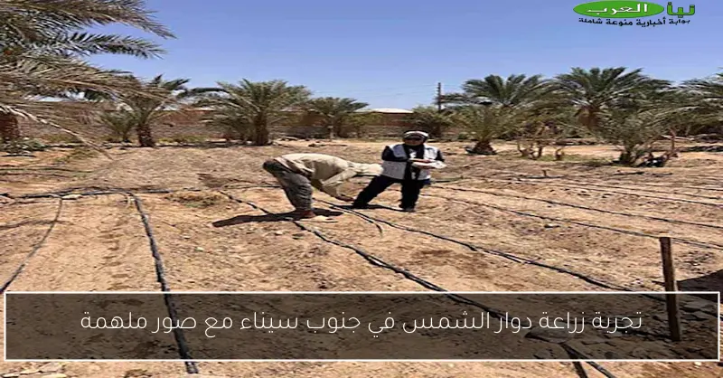 تجربة زراعة دوار الشمس في جنوب سيناء مع صور ملهمة