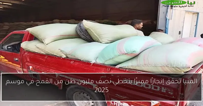 المنيا تحقق إنجازًا مميزًا بتخطي نصف مليون طن من القمح في موسم 2025