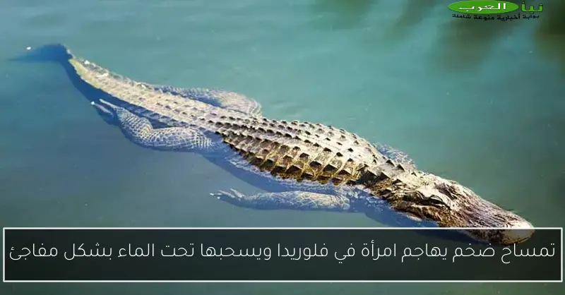 تمساح ضخم يهاجم امرأة في فلوريدا ويسحبها تحت الماء بشكل مفاجئ