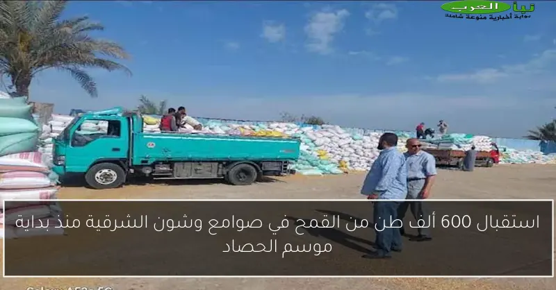 استقبال 600 ألف طن من القمح في صوامع وشون الشرقية منذ بداية موسم الحصاد