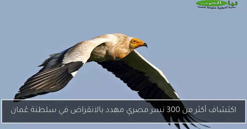اكتشاف أكثر من 300 نسر مصري مهدد بالانقراض في سلطنة عُمان