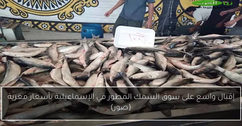 إقبال واسع على سوق السمك المطور في الإسماعيلية بأسعار مغرية (صور)