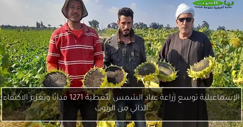 الإسماعيلية توسع زراعة عباد الشمس لتغطية 1271 فدانًا وتعزيز الاكتفاء الذاتي من الزيوت
