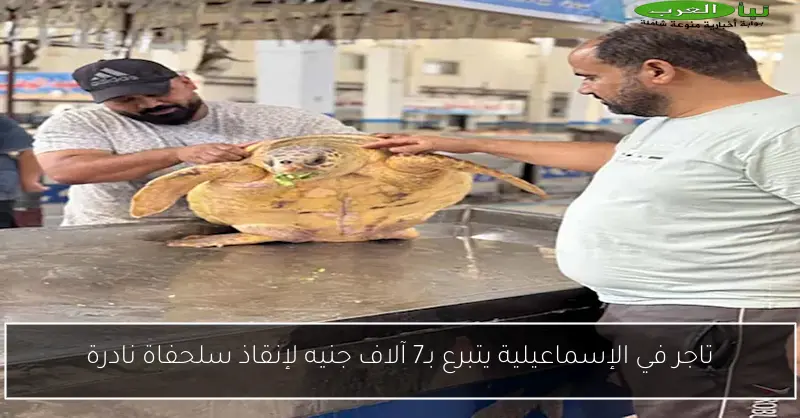 تاجر في الإسماعيلية يتبرع بـ7 آلاف جنيه لإنقاذ سلحفاة نادرة