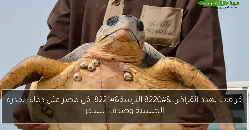 خرافات تهدد انقراض “الترسة” في مصر مثل دماء القدرة الجنسية وصدف السحر