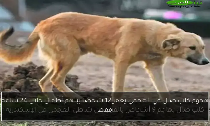 هجوم كلب ضال في العجمي يعقر 12 شخصًا بينهم أطفال خلال 24 ساعة فقط