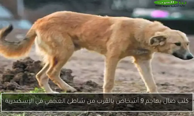 كلب ضال يهاجم 9 أشخاص بالقرب من شاطئ العجمي في الإسكندرية