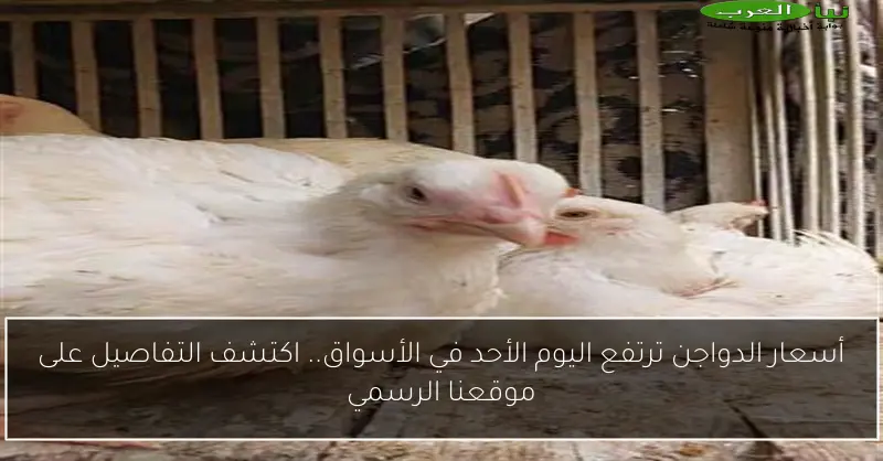 أسعار الدواجن ترتفع اليوم الأحد في الأسواق.. اكتشف التفاصيل على موقعنا الرسمي