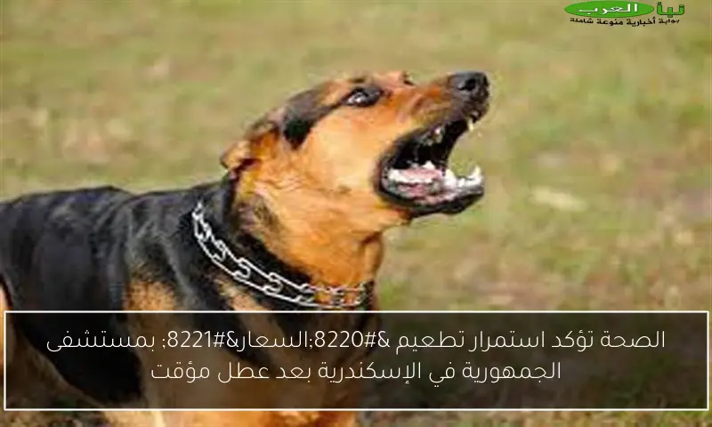 الصحة تؤكد استمرار تطعيم “السعار” بمستشفى الجمهورية في الإسكندرية بعد عطل مؤقت