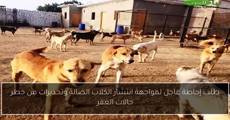 طلب إحاطة عاجل لمواجهة انتشار الكلاب الضالة وتحذيرات من خطر حالات العقر