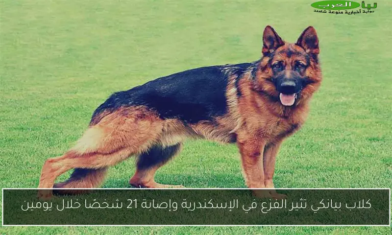 كلاب بيانكي تثير الفزع في الإسكندرية وإصابة 21 شخصًا خلال يومين