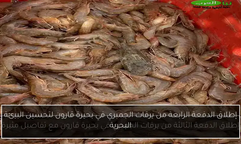 إطلاق الدفعة الرابعة من يرقات الجمبري في بحيرة قارون لتحسين البيئة البحرية