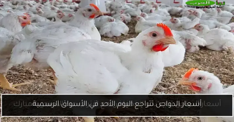 أسعار الدواجن تتراجع اليوم الأحد في الأسواق الرسمية