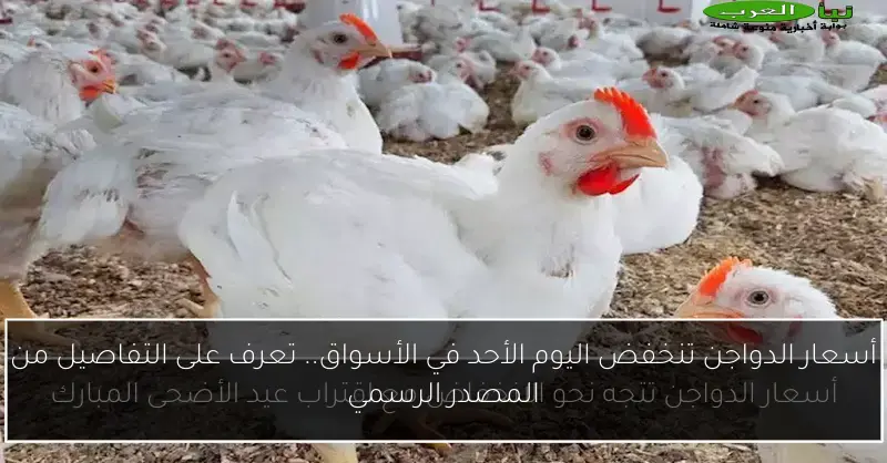 أسعار الدواجن تنخفض اليوم الأحد في الأسواق.. تعرف على التفاصيل من المصدر الرسمي