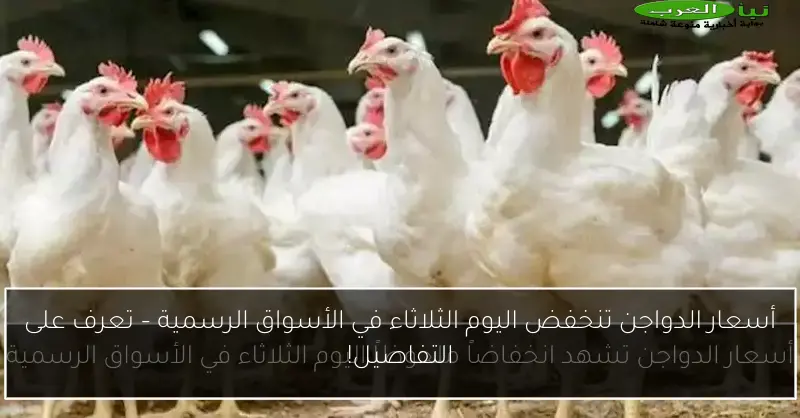 أسعار الدواجن تنخفض اليوم الثلاثاء في الأسواق الرسمية – تعرف على التفاصيل!