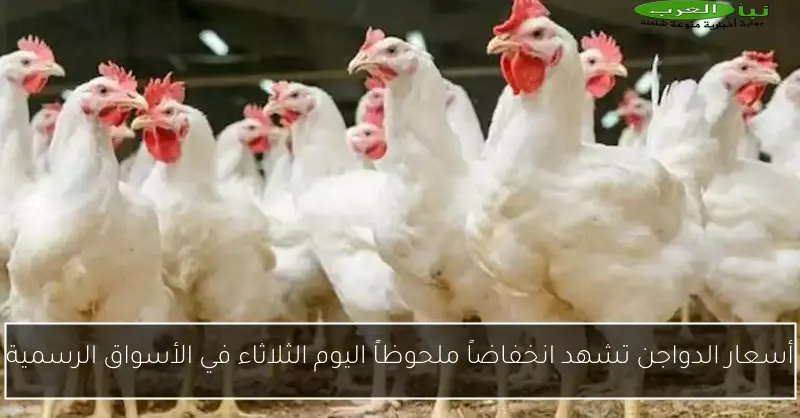 أسعار الدواجن تشهد انخفاضاً ملحوظاً اليوم الثلاثاء في الأسواق الرسمية