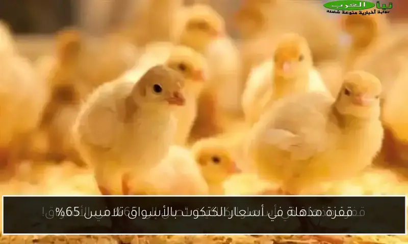 قفزة مذهلة في أسعار الكتكوت بالأسواق تلامس 65%