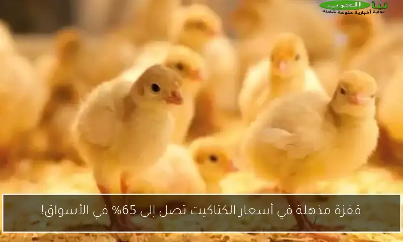 قفزة مذهلة في أسعار الكتاكيت تصل إلى 65% في الأسواق!