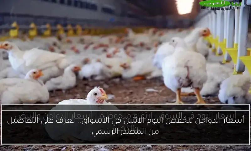 أسعار الدواجن تنخفض اليوم الاثنين في الأسواق.. تعرف على التفاصيل من المصدر الرسمي