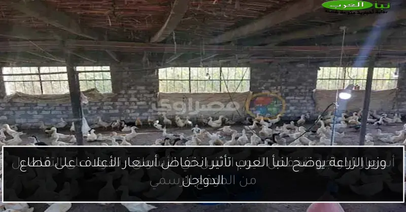 وزير الزراعة يوضح لنبأ العرب تأثير انخفاض أسعار الأعلاف على قطاع الدواجن