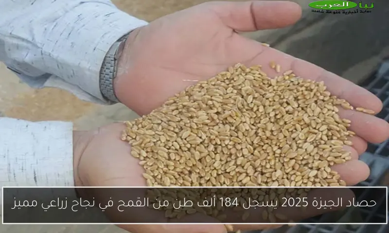 حصاد الجيزة 2025 يسجل 184 ألف طن من القمح في نجاح زراعي مميز