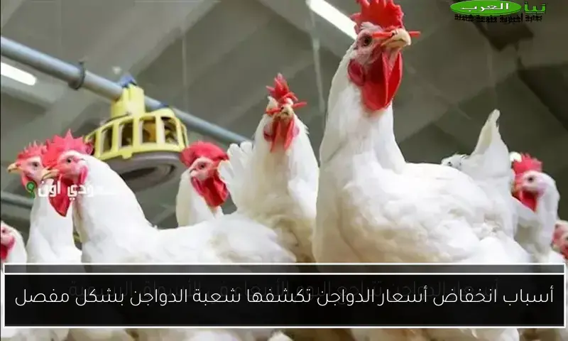 أسباب انخفاض أسعار الدواجن تكشفها شعبة الدواجن بشكل مفصل
