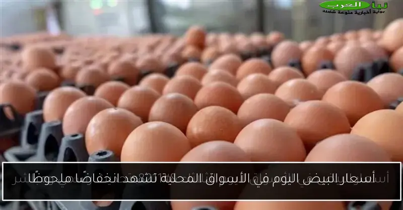 أسعار البيض اليوم في الأسواق المحلية تشهد انخفاضًا ملحوظًا