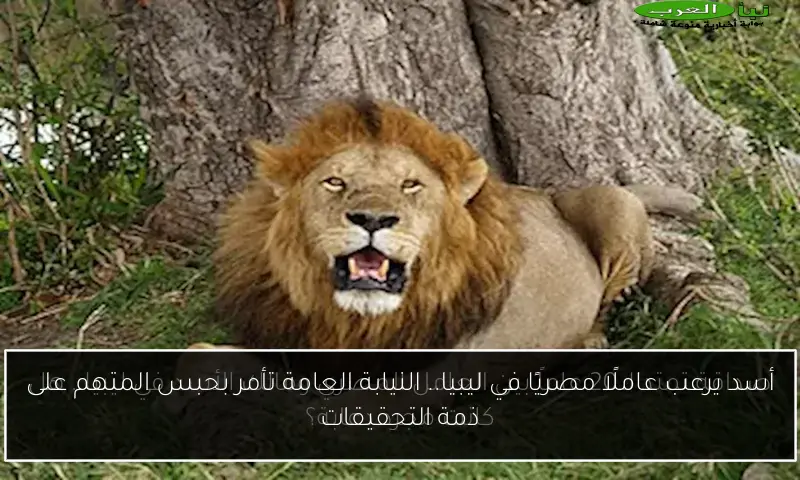 أسد يرعب عاملًا مصريًا في ليبيا.. النيابة العامة تأمر بحبس المتهم على ذمة التحقيقات