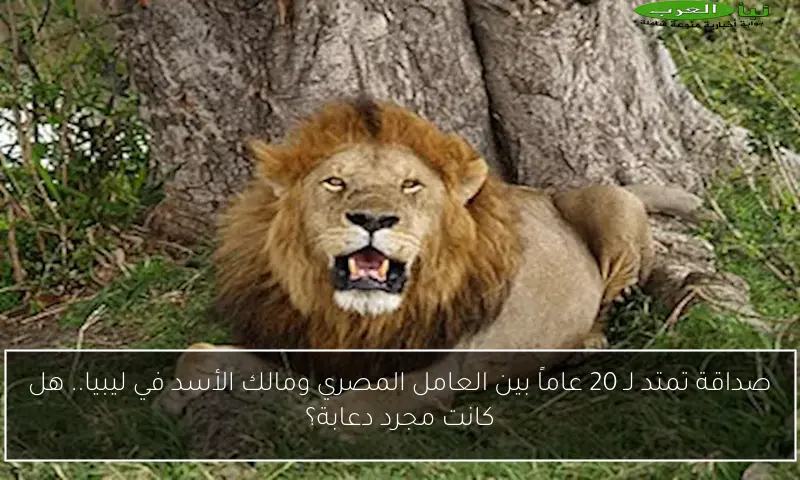 صداقة تمتد لـ 20 عاماً بين العامل المصري ومالك الأسد في ليبيا.. هل كانت مجرد دعابة؟