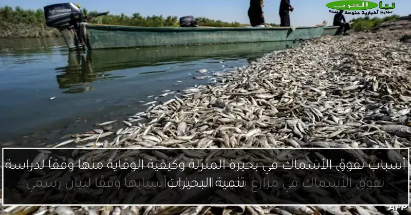 أسباب نفوق الأسماك في بحيرة المنزلة وكيفية الوقاية منها وفقاً لدراسة تنمية البحيرات