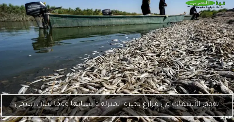 نفوق الأسماك في مزارع بحيرة المنزلة وأسبابها وفقًا لبيان رسمي