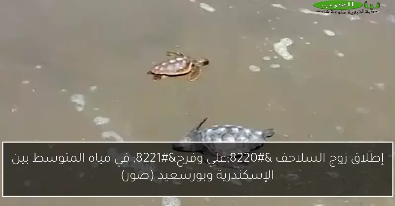 إطلاق زوج السلاحف “علي وفرح” في مياه المتوسط بين الإسكندرية وبورسعيد (صور)