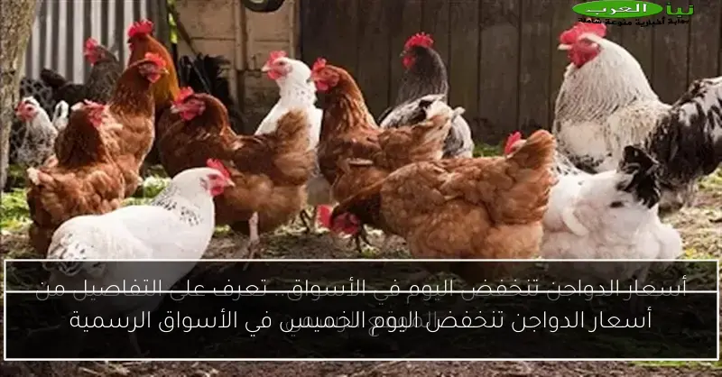 أسعار الدواجن تنخفض اليوم الخميس في الأسواق الرسمية