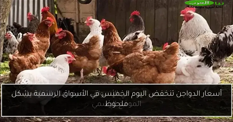 أسعار الدواجن تنخفض اليوم الخميس في الأسواق الرسمية بشكل ملحوظ