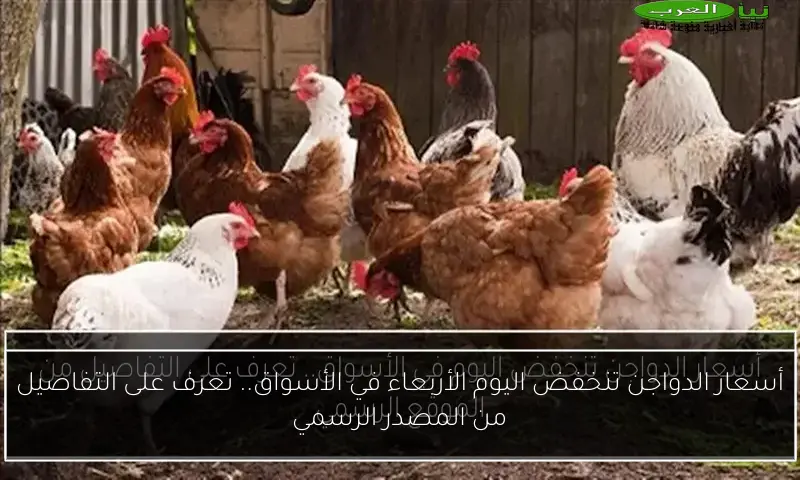 أسعار الدواجن تنخفض اليوم الأربعاء في الأسواق.. تعرف على التفاصيل من المصدر الرسمي