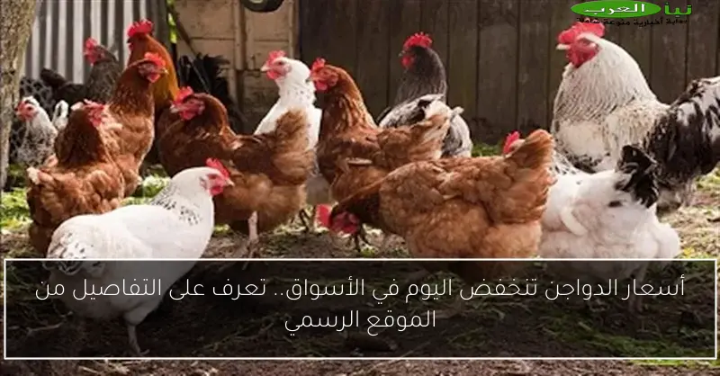 أسعار الدواجن تنخفض اليوم في الأسواق.. تعرف على التفاصيل من الموقع الرسمي