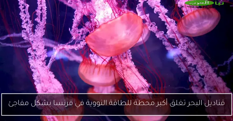 قناديل البحر تغلق أكبر محطة للطاقة النووية في فرنسا بشكل مفاجئ