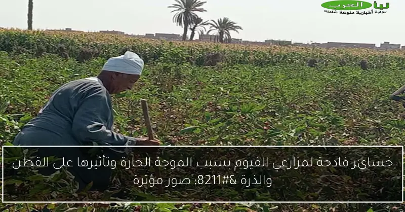 خسائر فادحة لمزارعي الفيوم بسبب الموجة الحارة وتأثيرها على القطن والذرة – صور مؤثرة