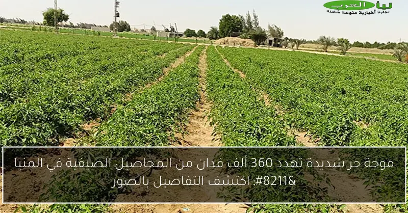 موجة حر شديدة تهدد 360 ألف فدان من المحاصيل الصيفية في المنيا – اكتشف التفاصيل بالصور