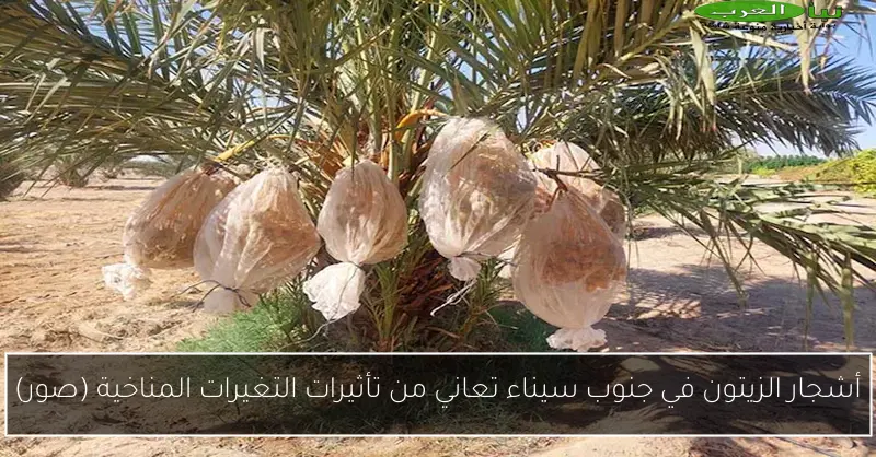 أشجار الزيتون في جنوب سيناء تعاني من تأثيرات التغيرات المناخية (صور)