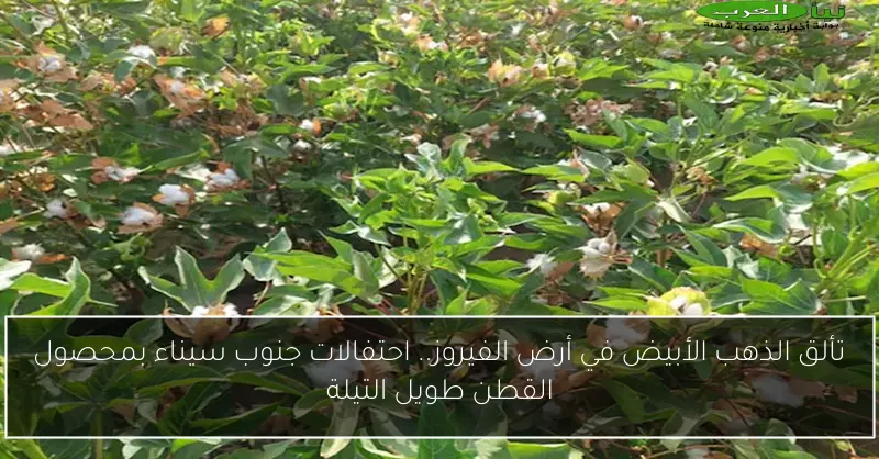تألق الذهب الأبيض في أرض الفيروز.. احتفالات جنوب سيناء بمحصول القطن طويل التيلة