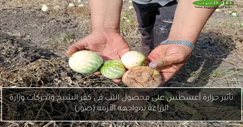 تأثير حرارة أغسطس على محصول اللب في كفر الشيخ وتحركات وزارة الزراعة لمواجهة الأزمة (صور)