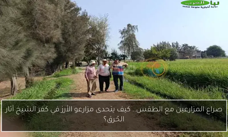 صراع المزارعين مع الطقس.. كيف يتحدى مزارعو الأرز في كفر الشيخ آثار الحُرق؟