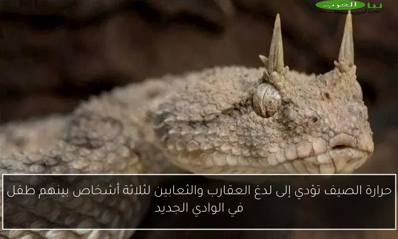 حرارة الصيف تؤدي إلى لدغ العقارب والثعابين لثلاثة أشخاص بينهم طفل في الوادي الجديد